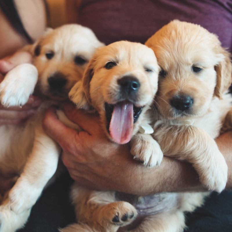 Man holding labrador retriever puppies in his arms
