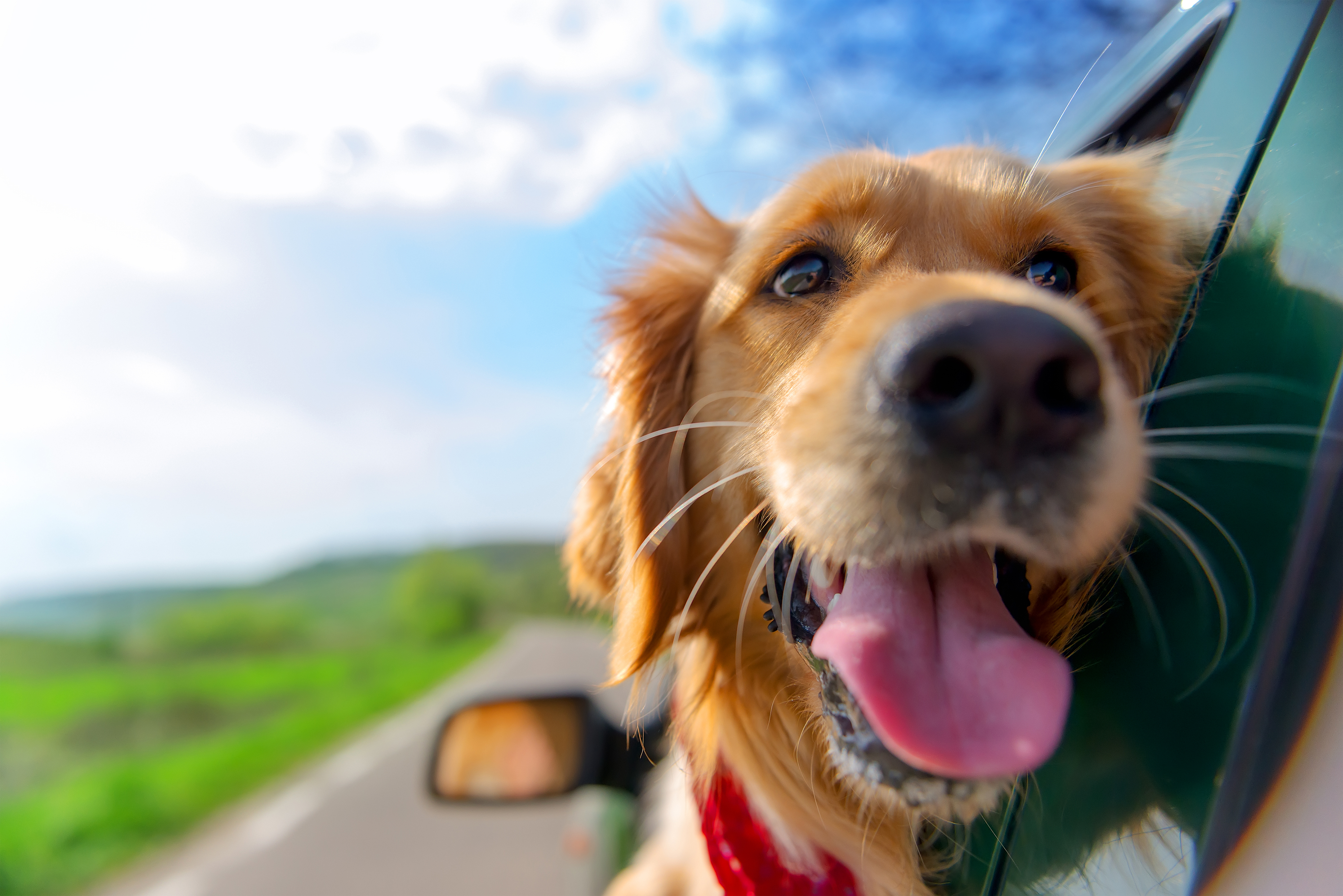Tips for Taking Your Pet on Holiday