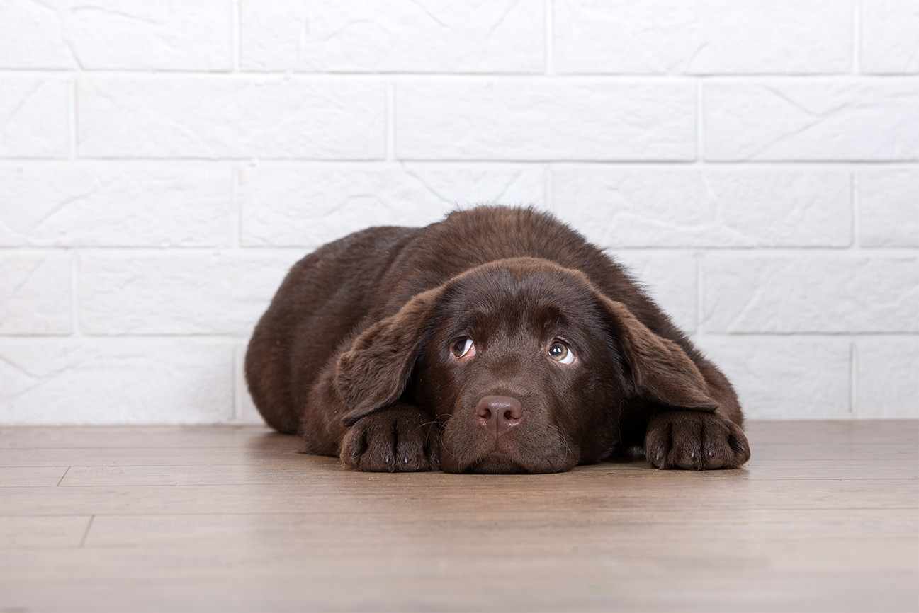 8 signs to tell your dog is stressed