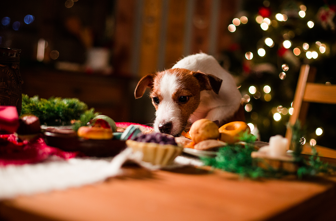 Foods you shouldn’t feed your dog at Christmas