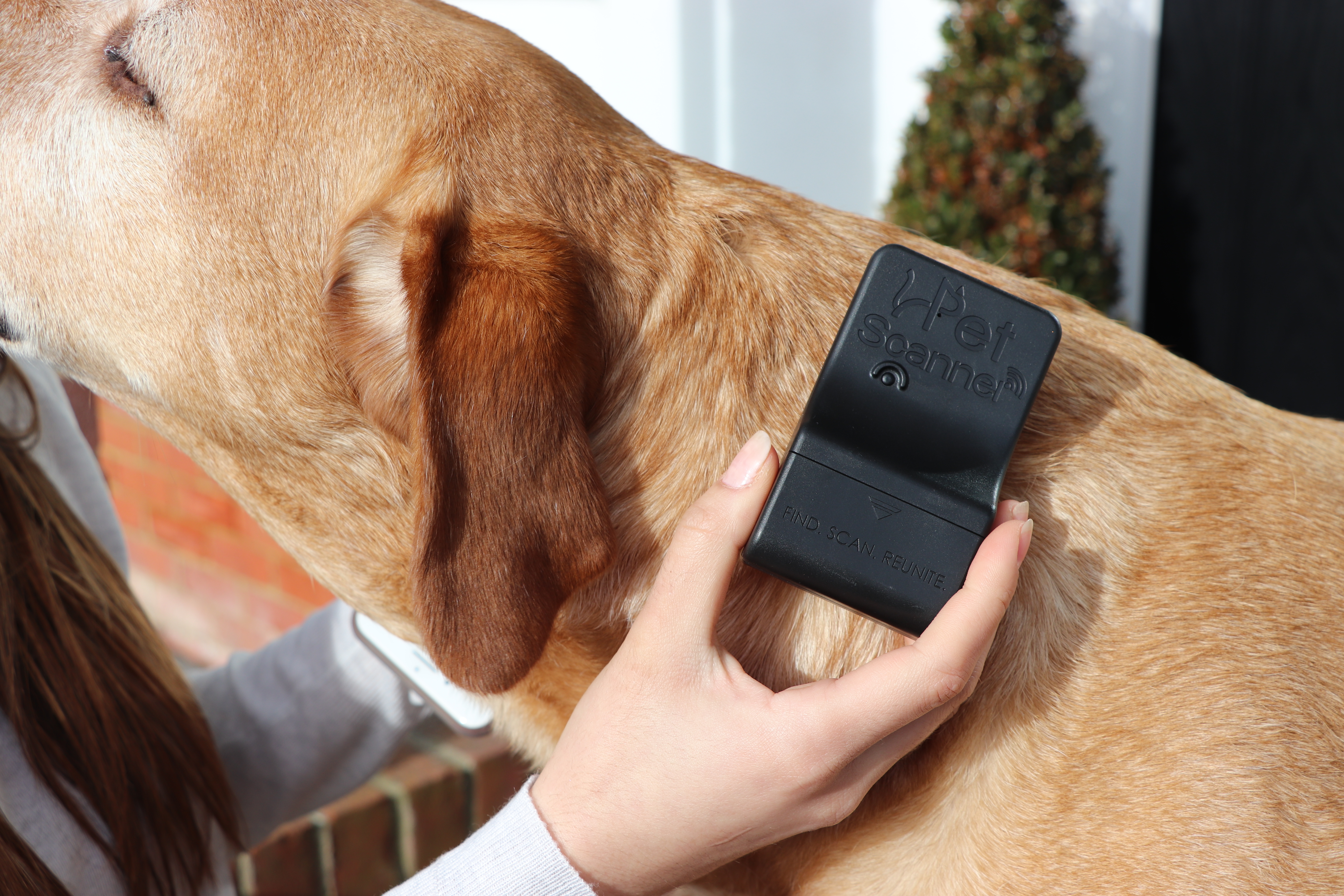 How Do You Update Your Dog’s Microchip Details?