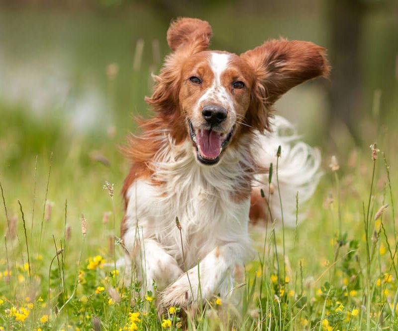 Brown and white spaniel running through grass