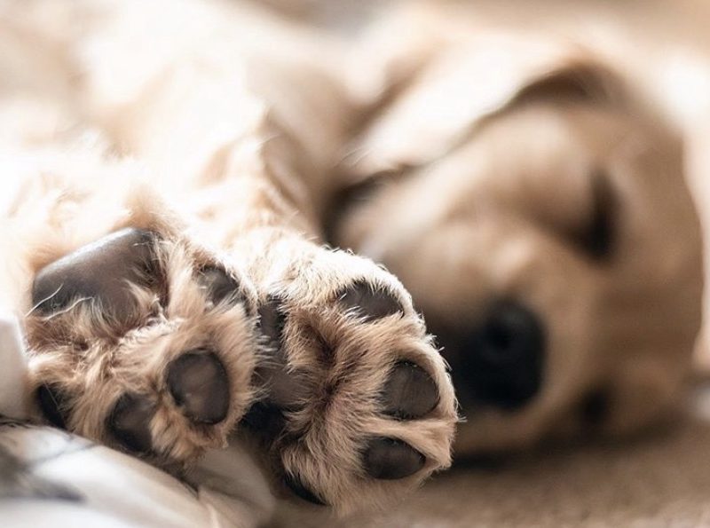 Labrador sleeping on its side