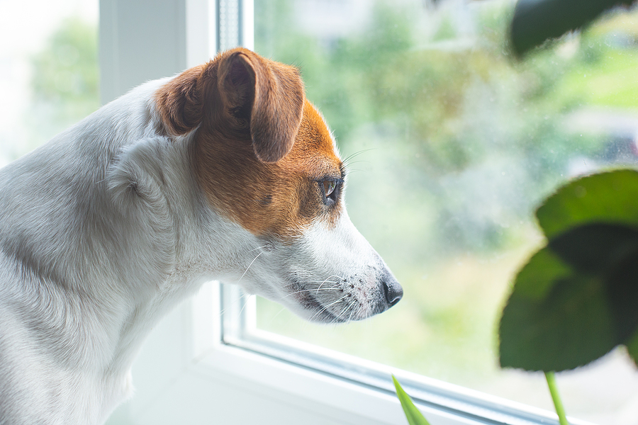 How To Help Your Dog Cope With A Change Of Routine