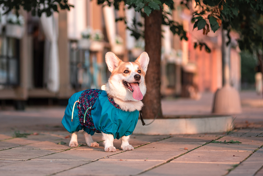 3 Top Tips For Keeping Pets In Cities