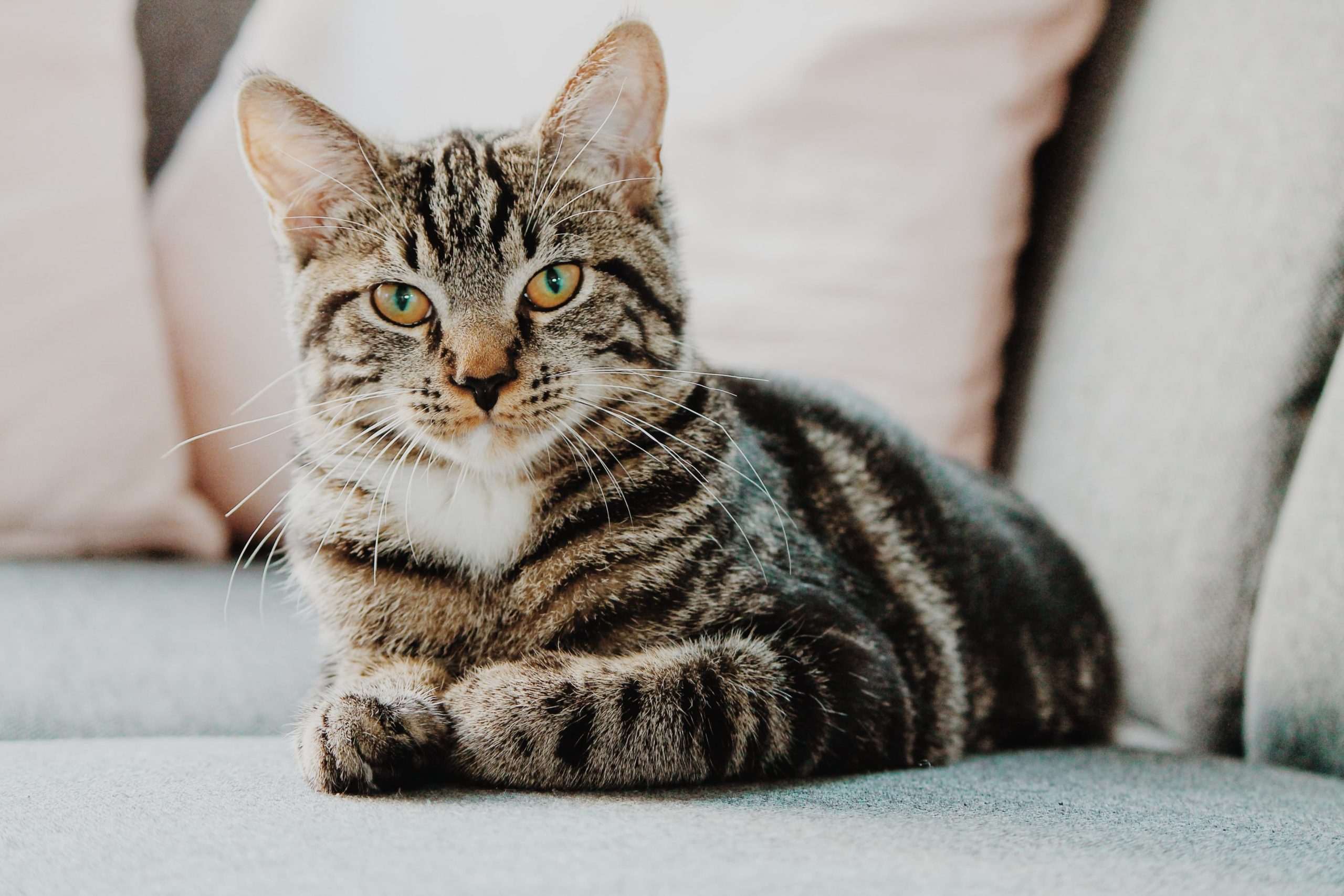 Scientists Identify A Gene That Forms Fur Patterns In Cats