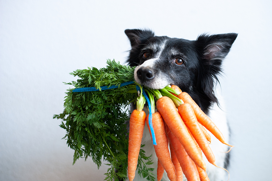 UK Dog Owners Face Fine For Vegetarian Diet