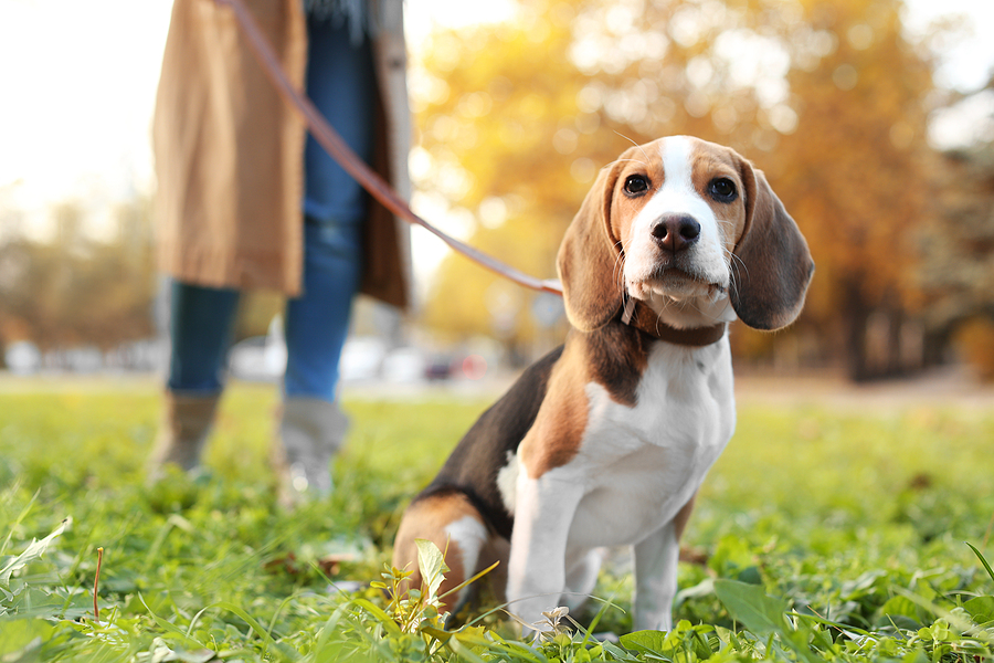 Dog Owners Given Warnings Over Pet Thefts
