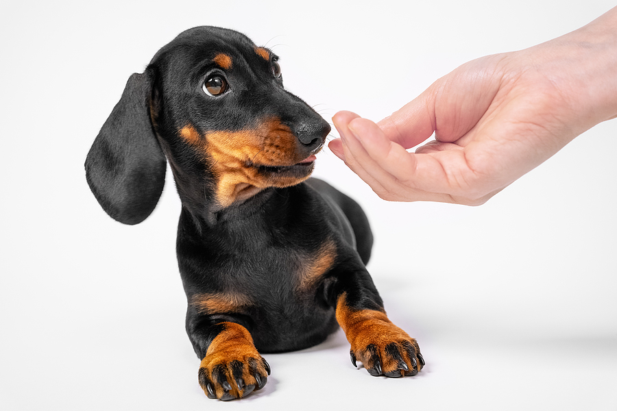 Pet Owners Warned Over Dog Food Salmonella fears