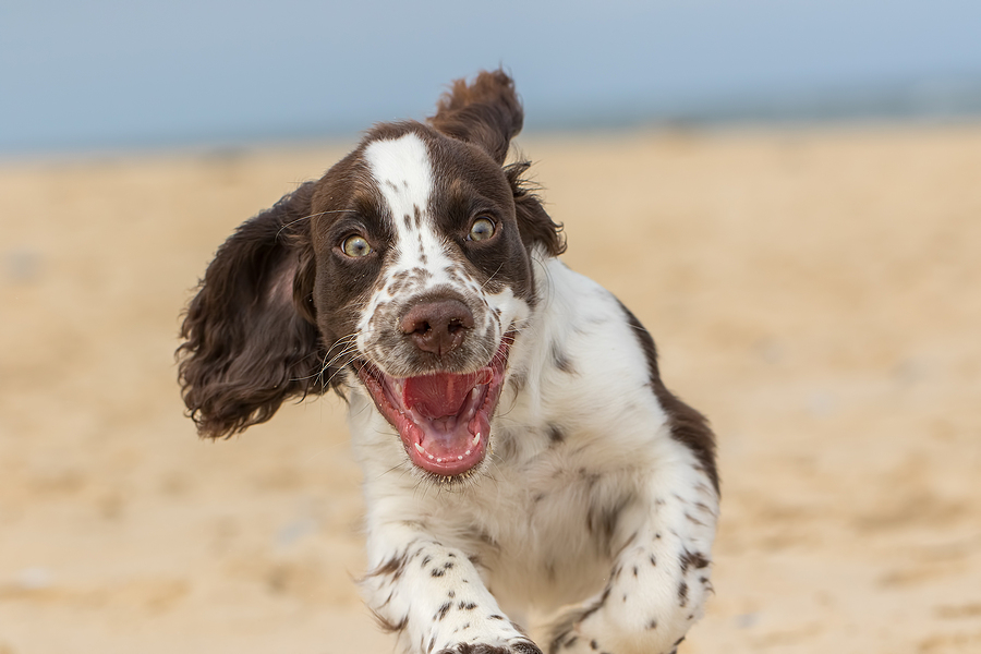 How To Keep Dogs Safe On The Beach