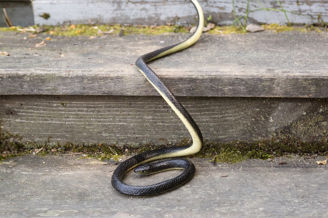 RSPCA Warns About Escaping Snakes