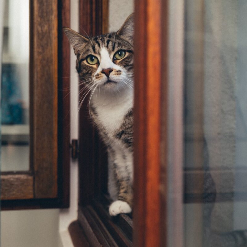 cat chipped - returms home (1)
