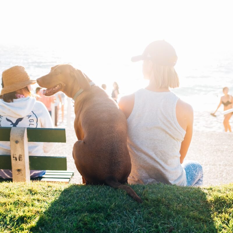 keeping dogs safe - microchip