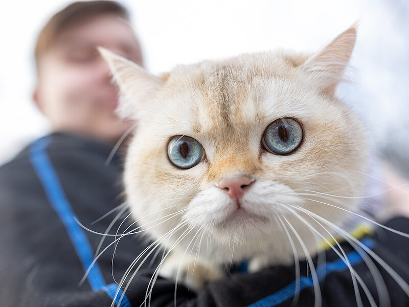 cat chip - cat owner