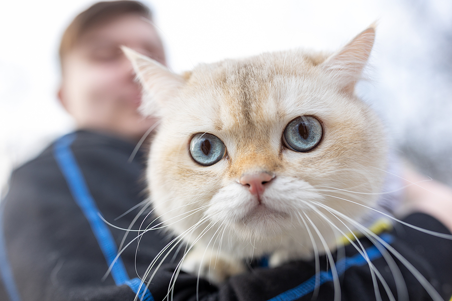 Half Of Cat Owners Don’t Know Microchip Law Says RSPCA