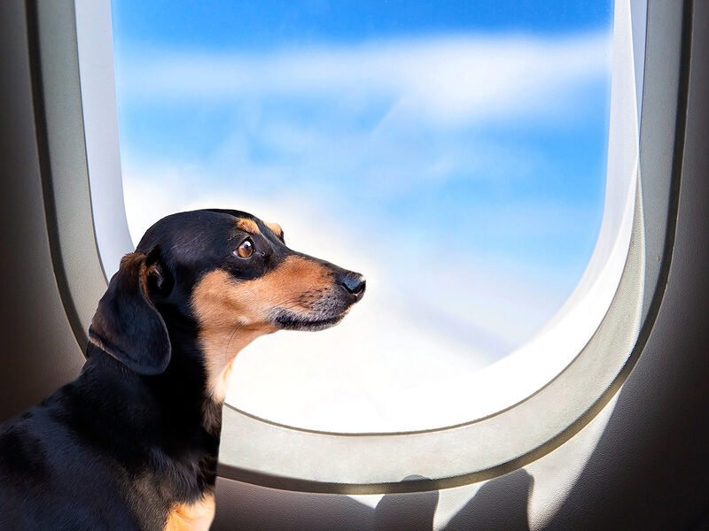 microchip register - dog on a plane