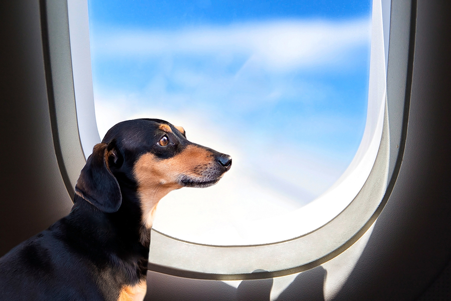 microchip register - dog on a plane