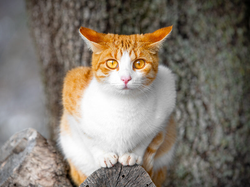 cat chip - lost cat