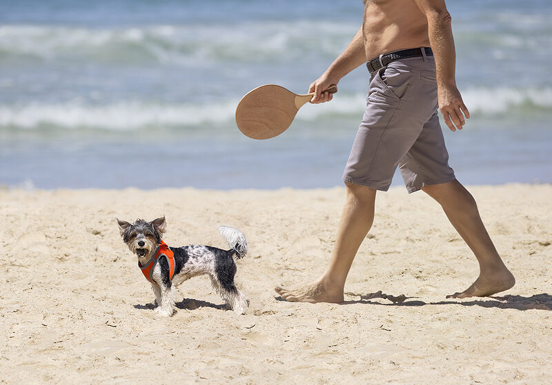 register their microchip - dog on holiday