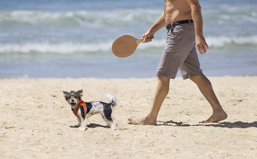 Top Tips For Taking Your Dog On Holiday