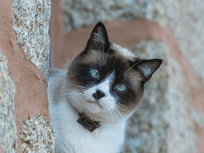 cat chip - missing cat