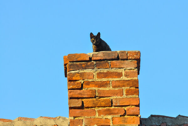 Cat Microchipped - cat on roof