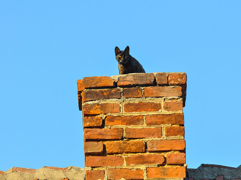 Cat Microchipped - cat on roof