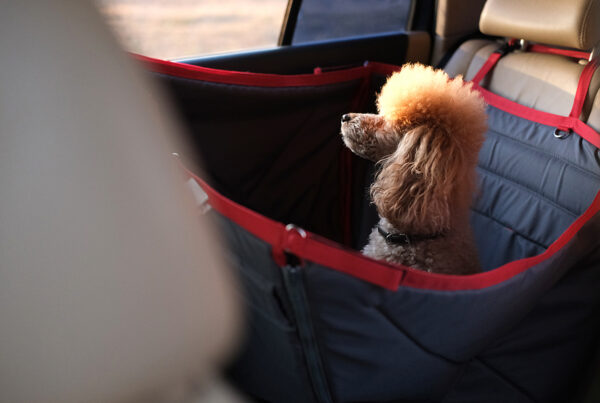 dog-Traveling-In-A-Car-Seat - updated microchip