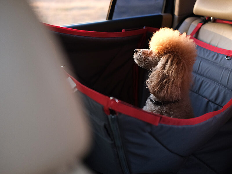 dog-Traveling-In-A-Car-Seat - updated microchip