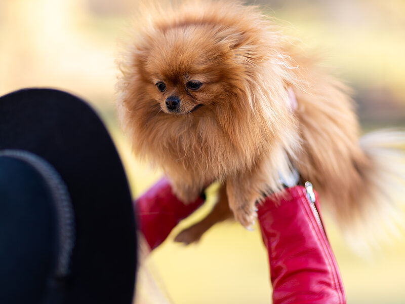 Pomeranian-microchip lookup