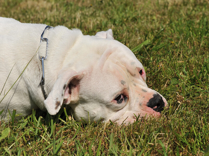 American-Bulldog-pet microchip