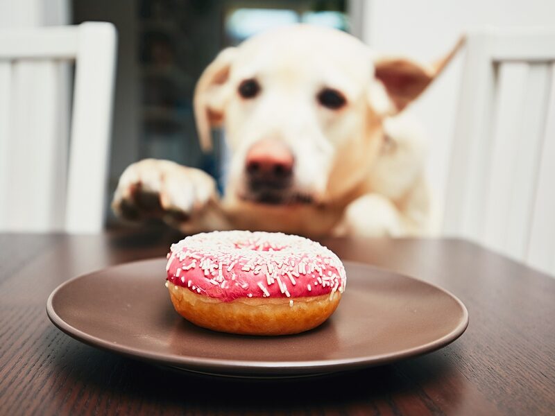 Microchip lookup bad food for dogs