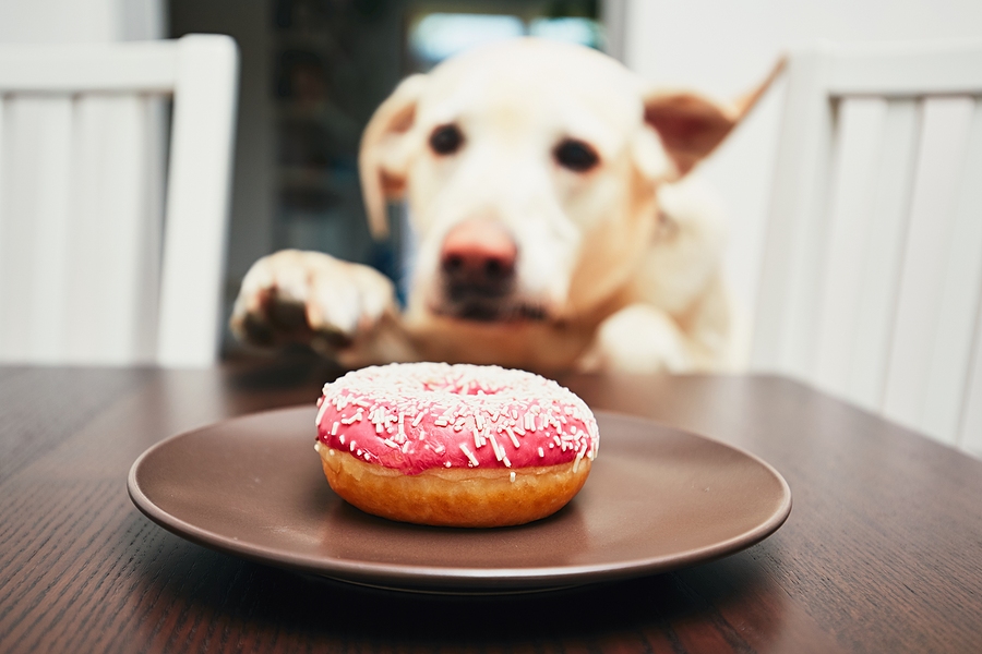 7 Foods You Should Never Give Your Dog