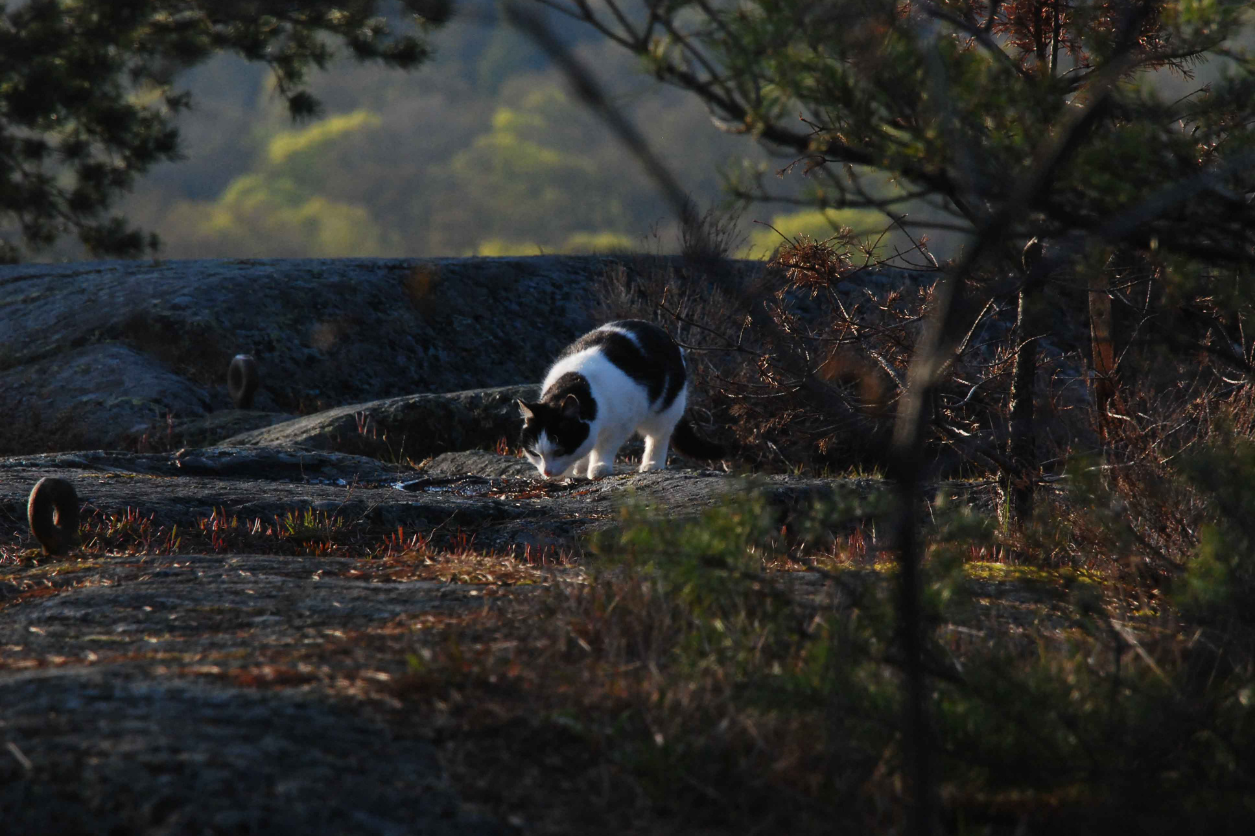 How New Cat Chip Law Located Missing Cat