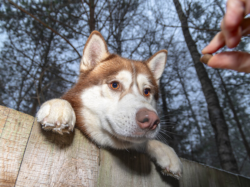 microchipped and register