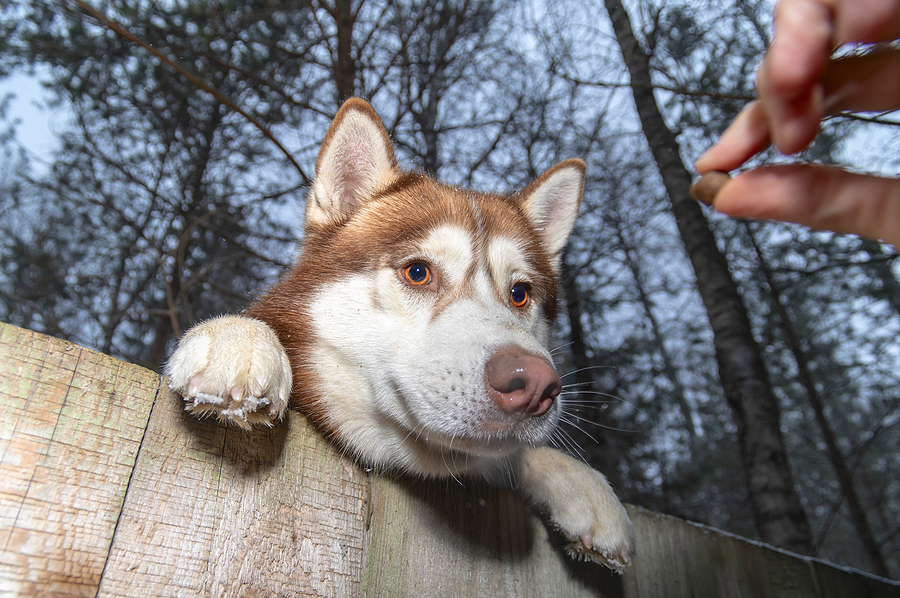 How Can Microchips Stop Pets From Being Victims Of Crime?