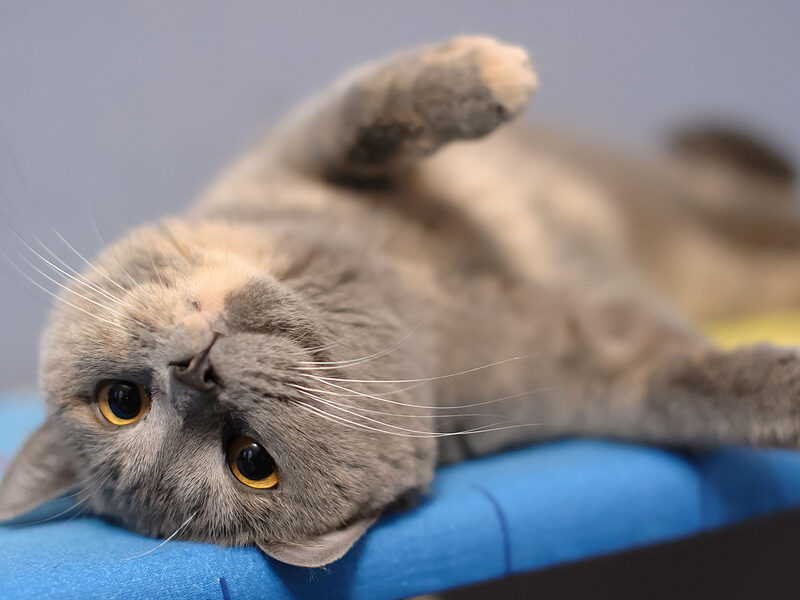 update your pet microchip