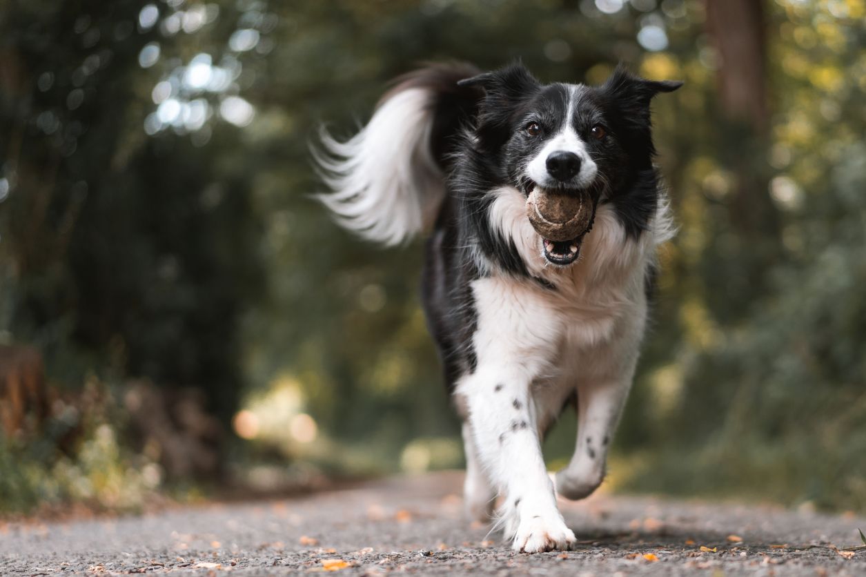 How Long Is A Lost Dog Or Cat Kept Before Rehoming Begins?