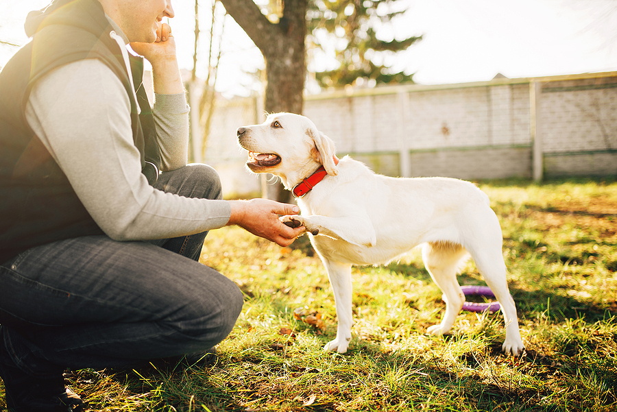 Why Should You Not Use An AirTag To Track Your Cat Or Dog?