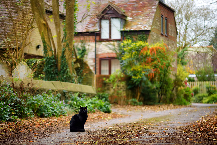 Welfare Report Urges Mandatory Cat Chipping In Scotland