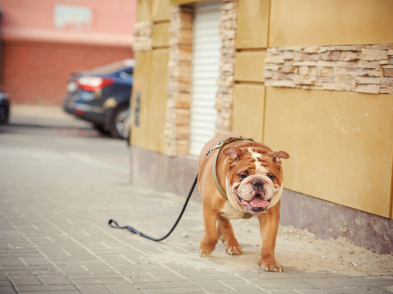 petscanner - lost dog