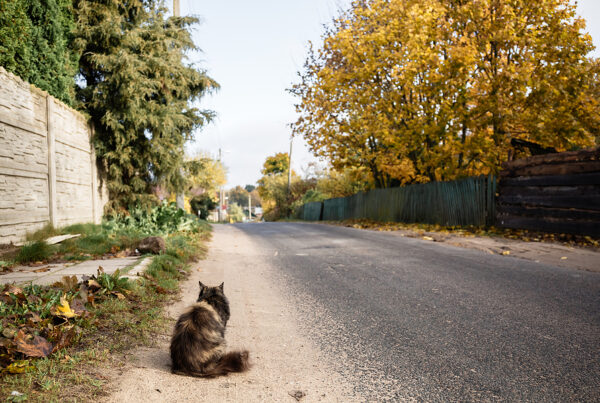 Cat chip registration