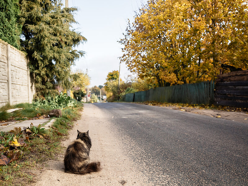 Cat chip registration