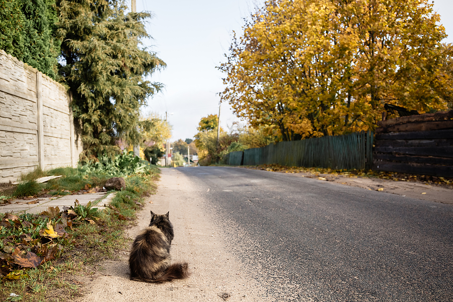 Cat chip registration