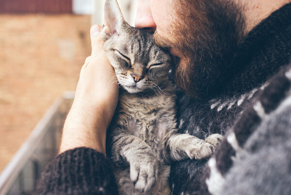 update cat chip