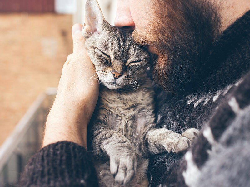 update cat chip