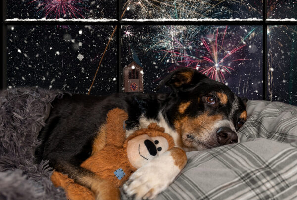 update-dog-and-cat-microchip