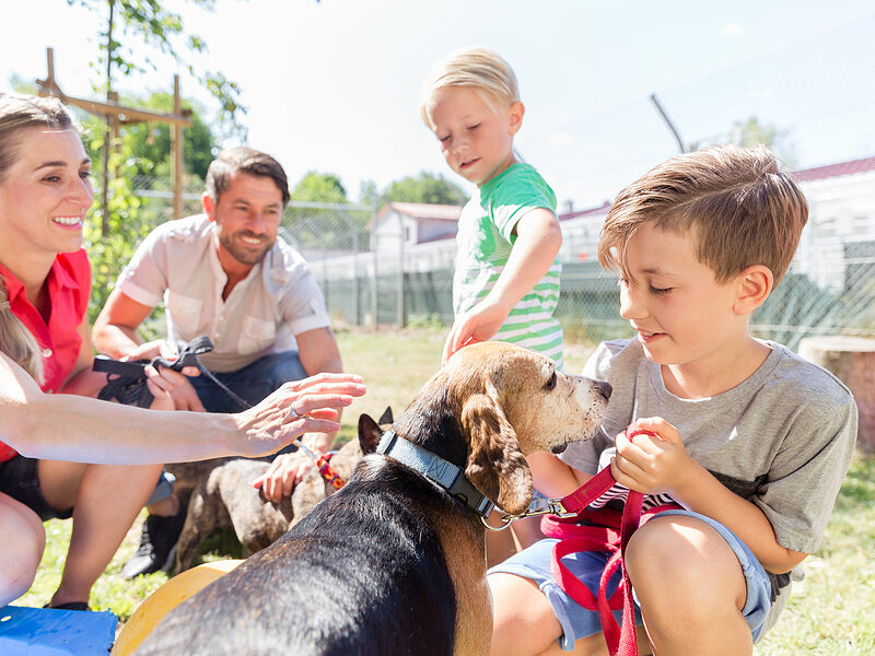 pet microchip lookup