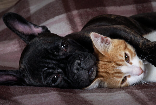 microchipping course