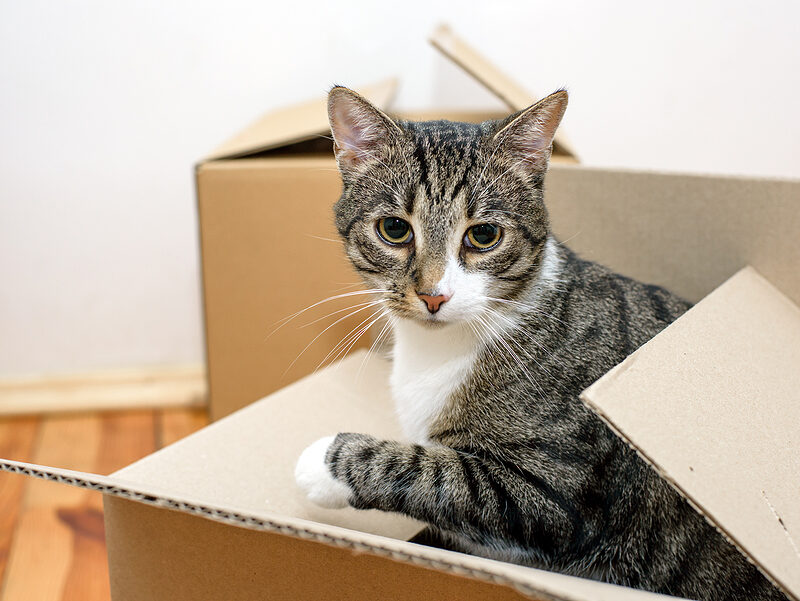 update cat microchip